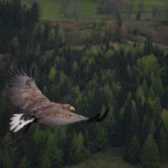 Vérité Intérieure,  libération émotionnelle et autonomie